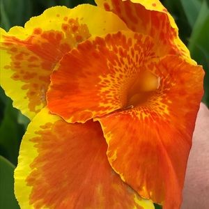 Canna Lily, Indian Shot, rhizomes 3 ea.